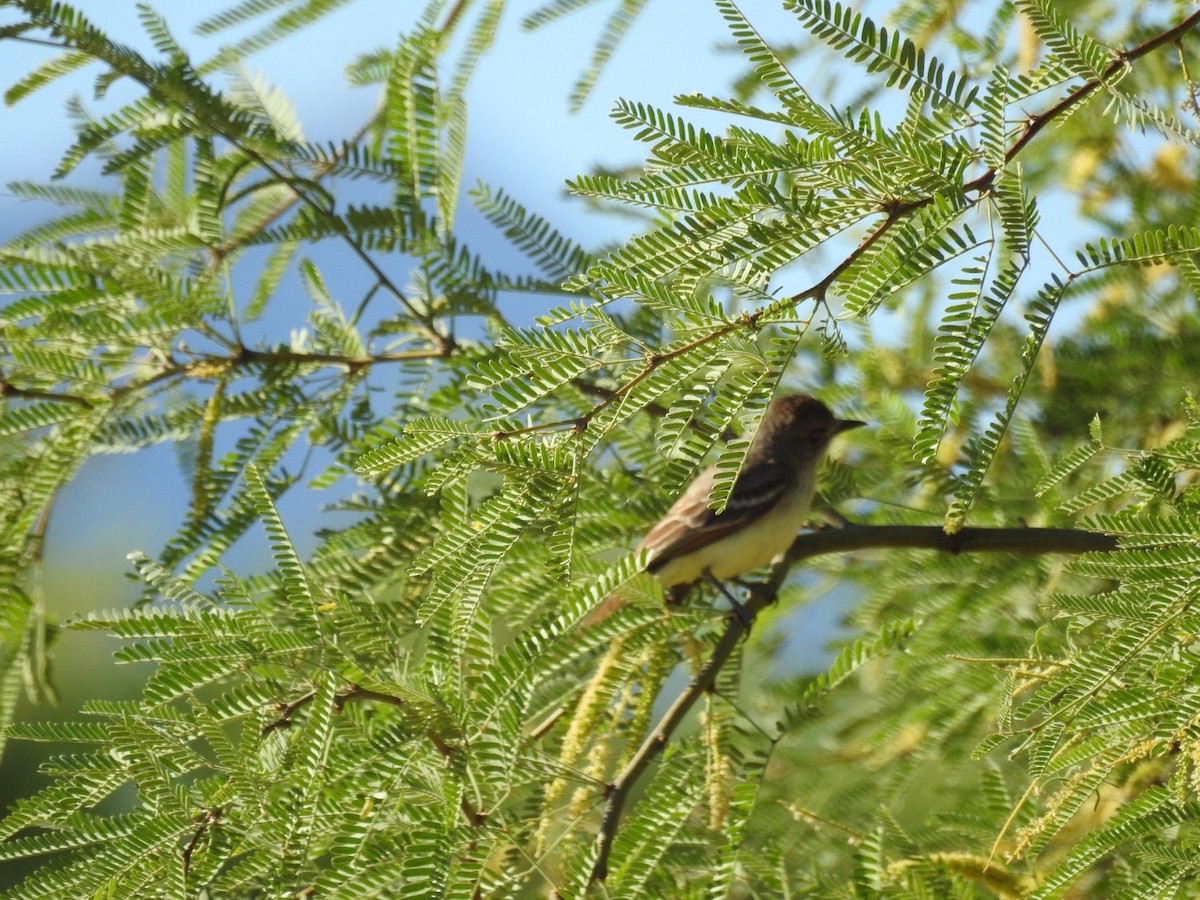 Brown-crested Flycatcher - Becky Boley