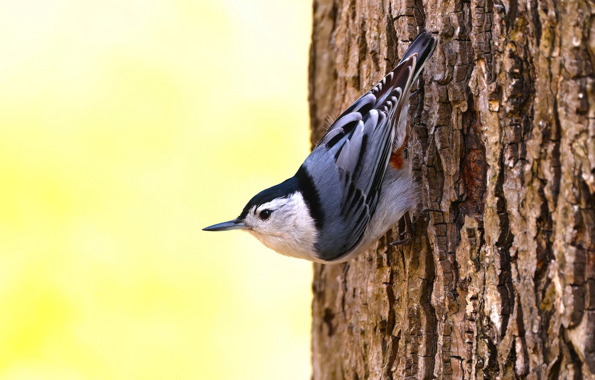 White-breasted Nuthatch - Channa Jayasinghe