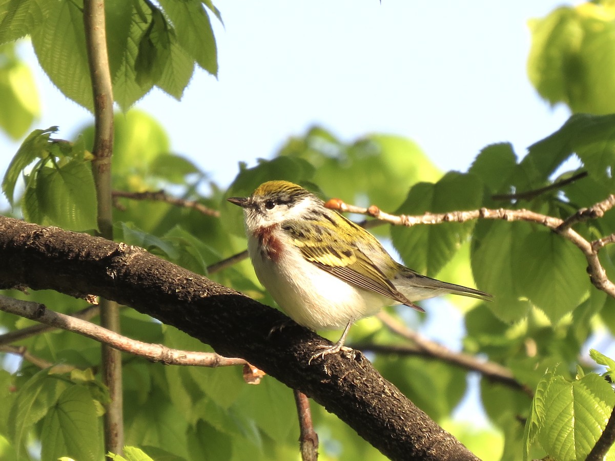 Chestnut-sided Warbler - Brenda Werntz