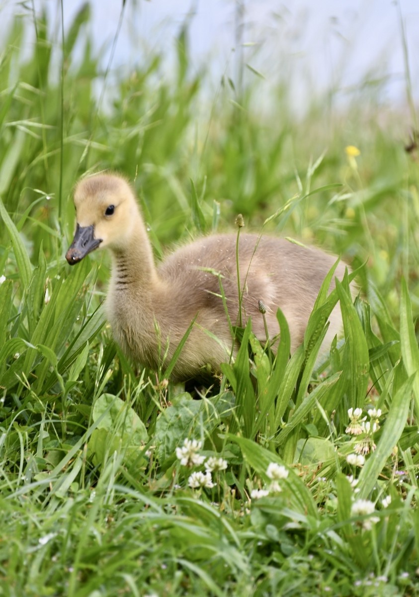 Canada Goose - Theresa Edwards