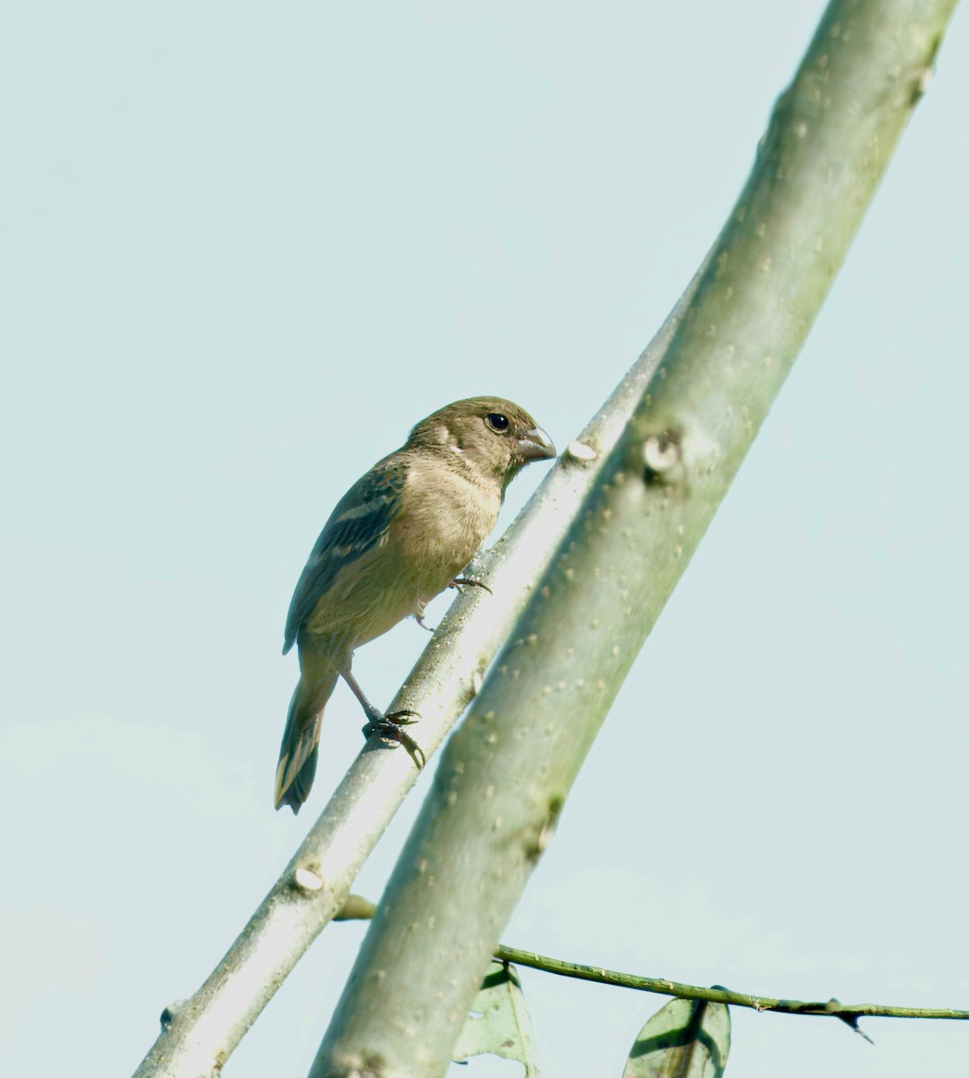 Morelet's Seedeater - Julie Schneider