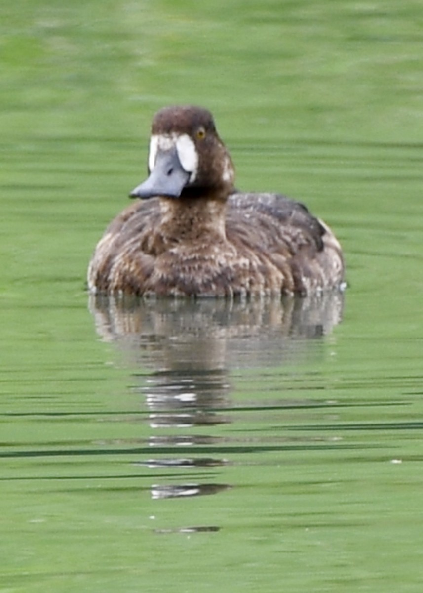 Lesser Scaup - Theresa Edwards