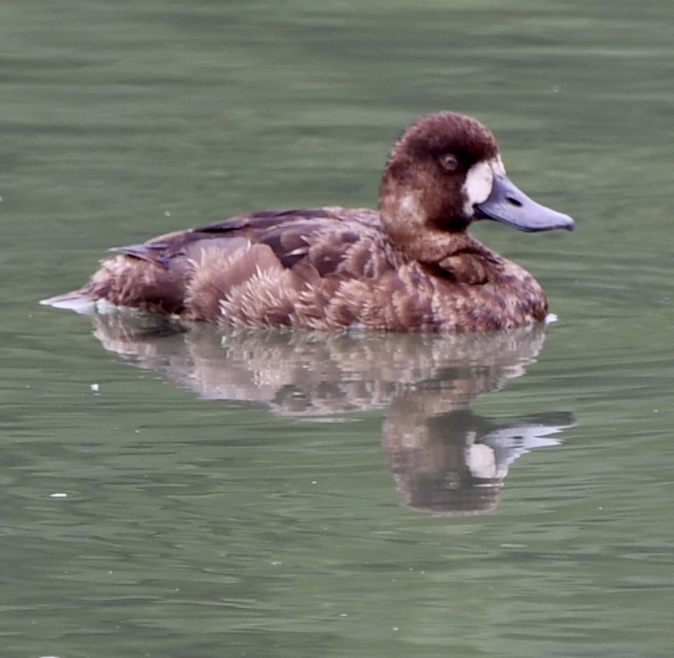 Lesser Scaup - Theresa Edwards