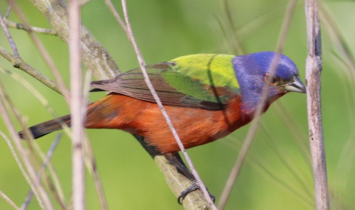 Painted Bunting - Mitch Foret