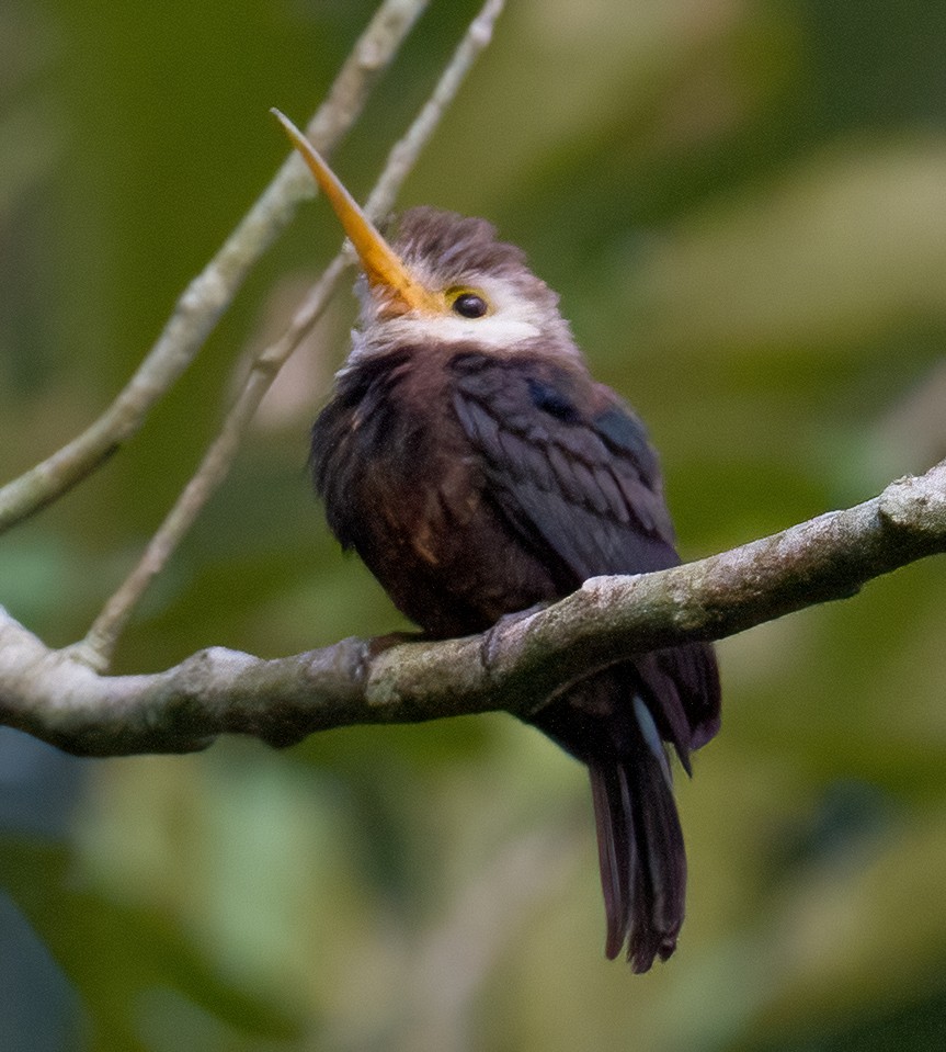 Jacamar à gorge blanche - ML619287108