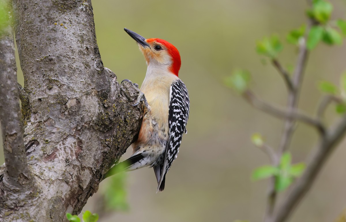 Red-bellied Woodpecker - Channa Jayasinghe