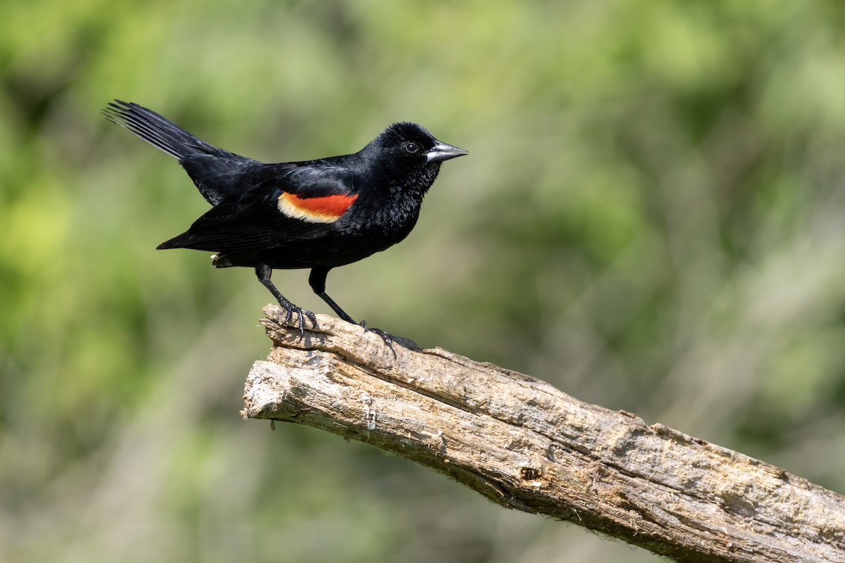 Red-winged Blackbird - Tommy Childers