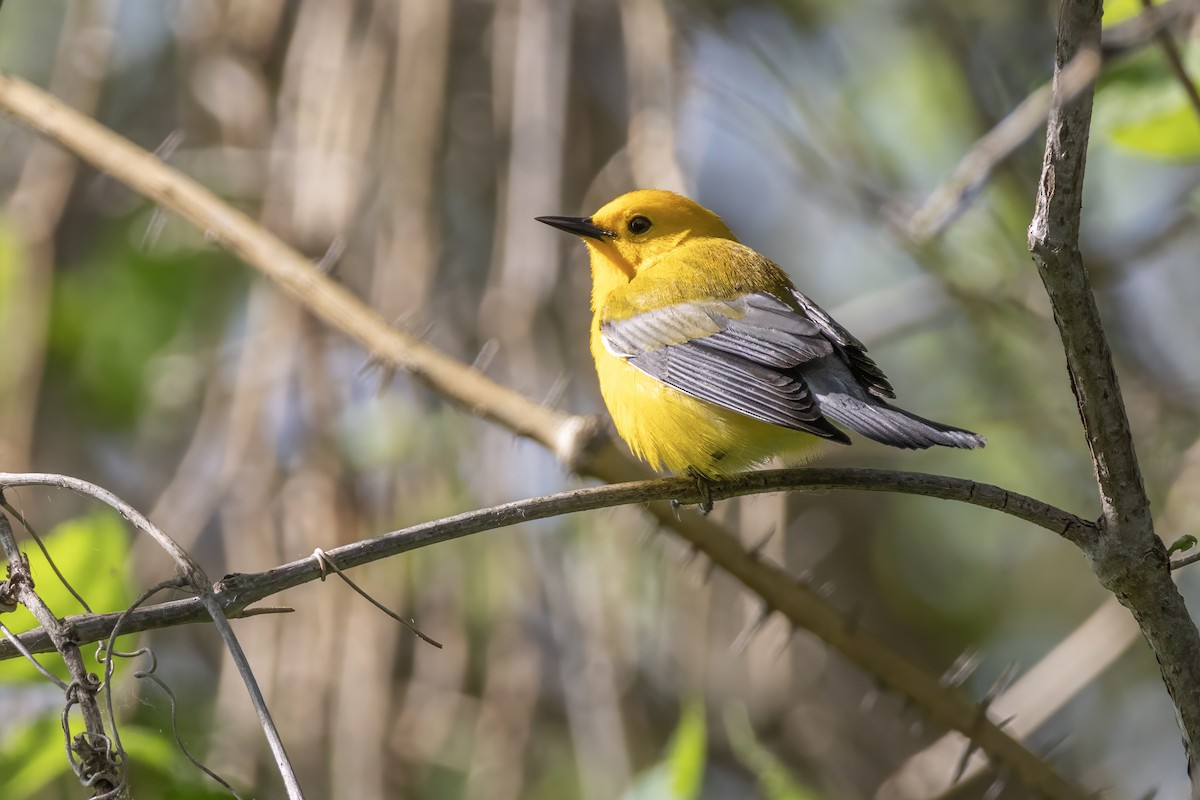 Prothonotary Warbler - Tommy Childers