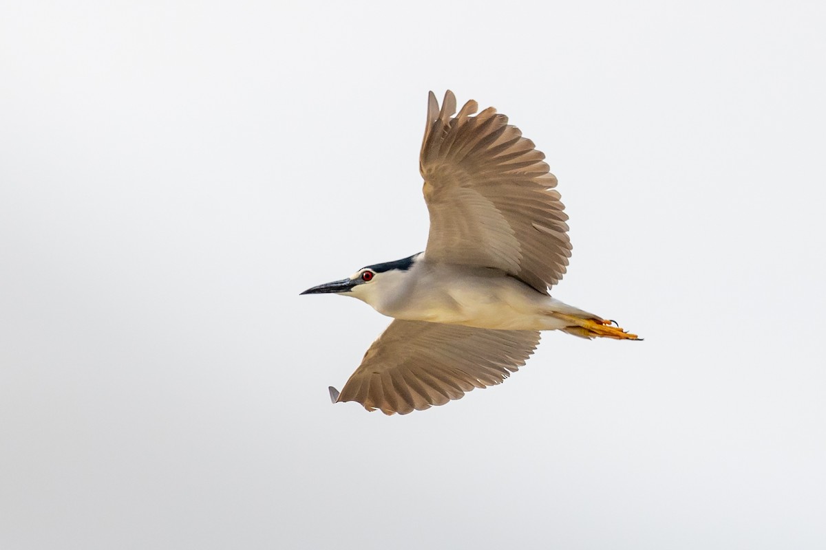 Black-crowned Night Heron - Nikos Mavris