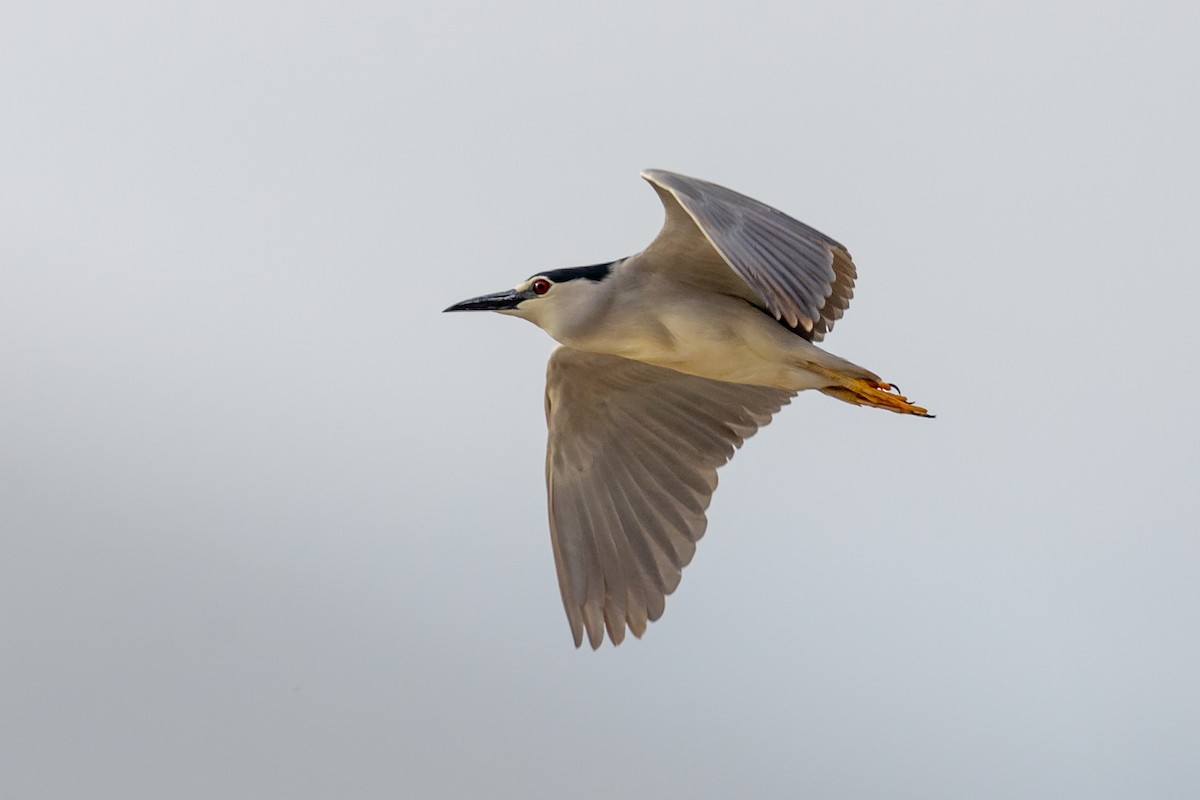 Black-crowned Night Heron - Nikos Mavris