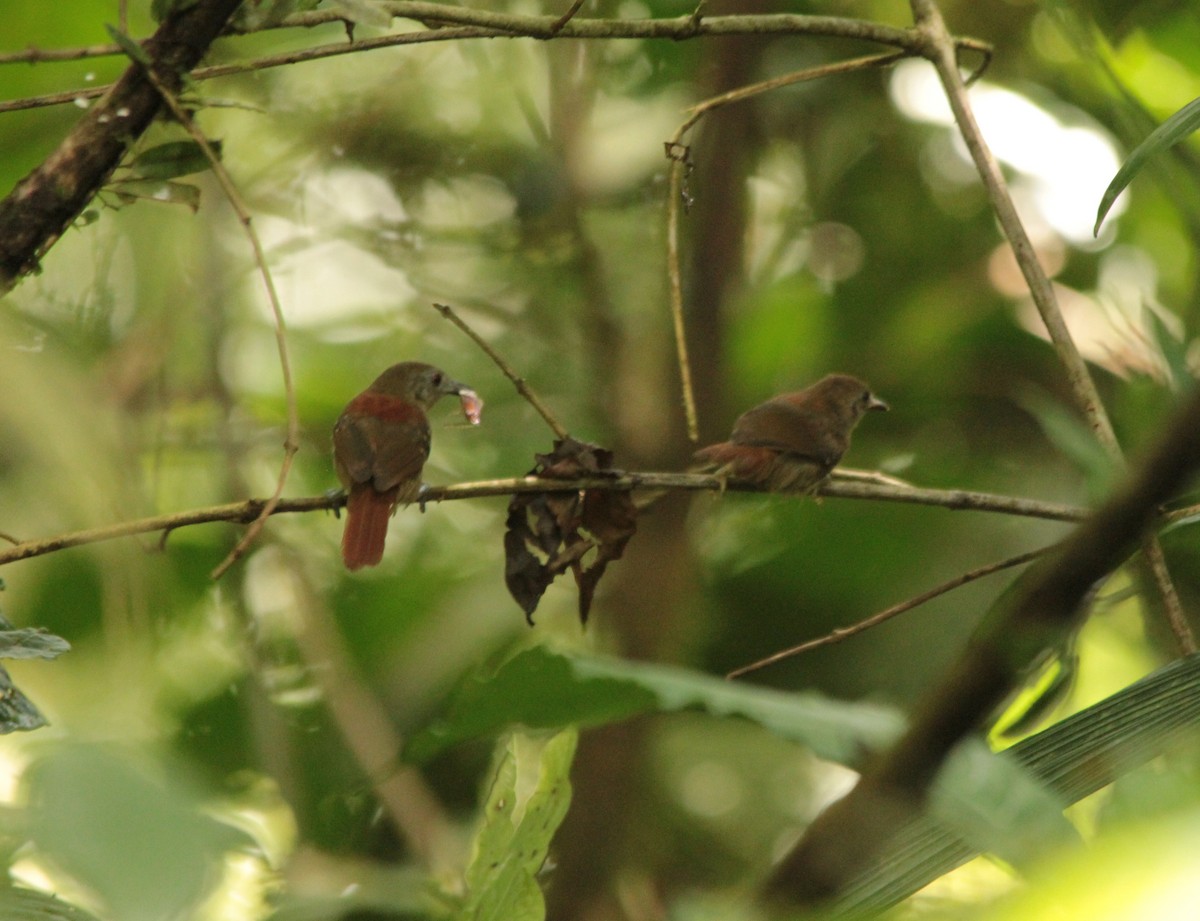 Rufous-tailed Stipplethroat - ML619287131