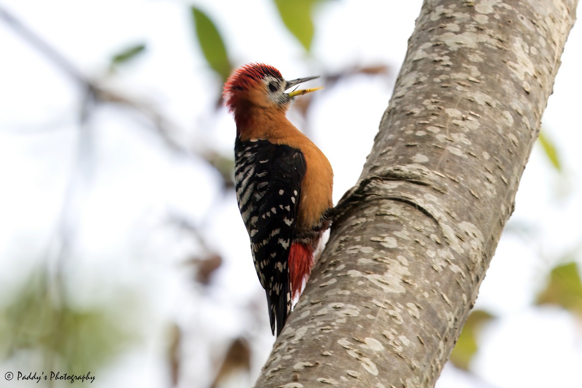 Rufous-bellied Woodpecker - Padmanav Kundu