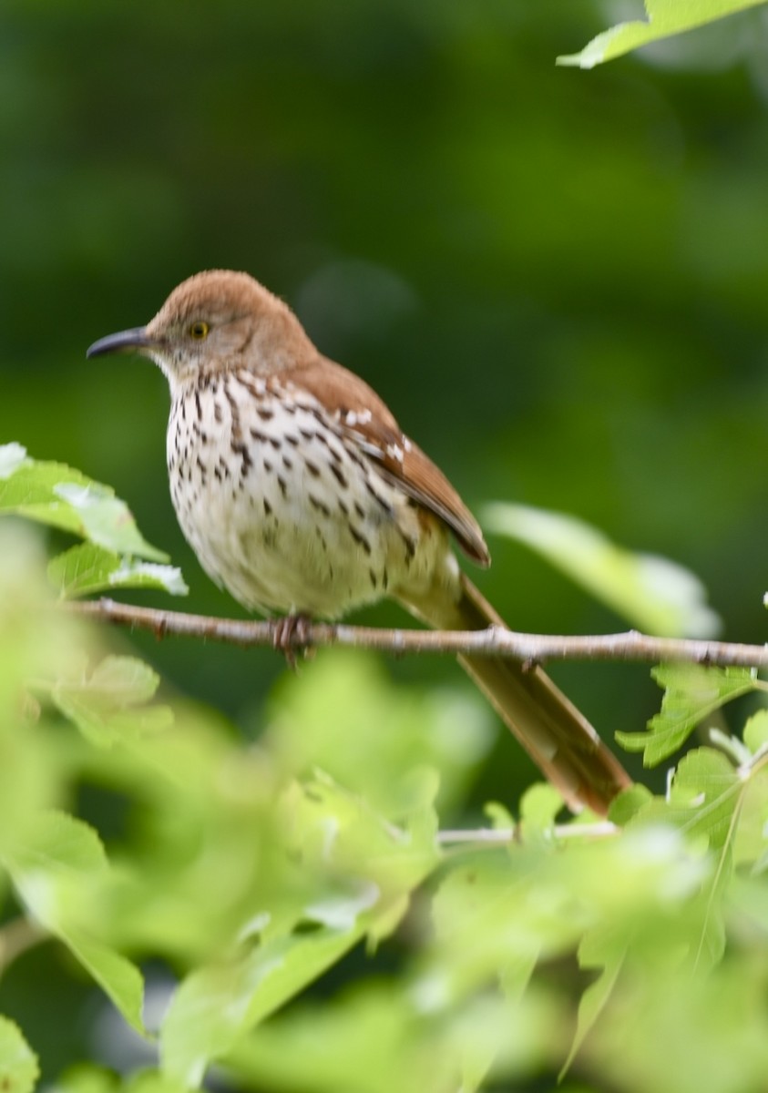 Brown Thrasher - Theresa Edwards