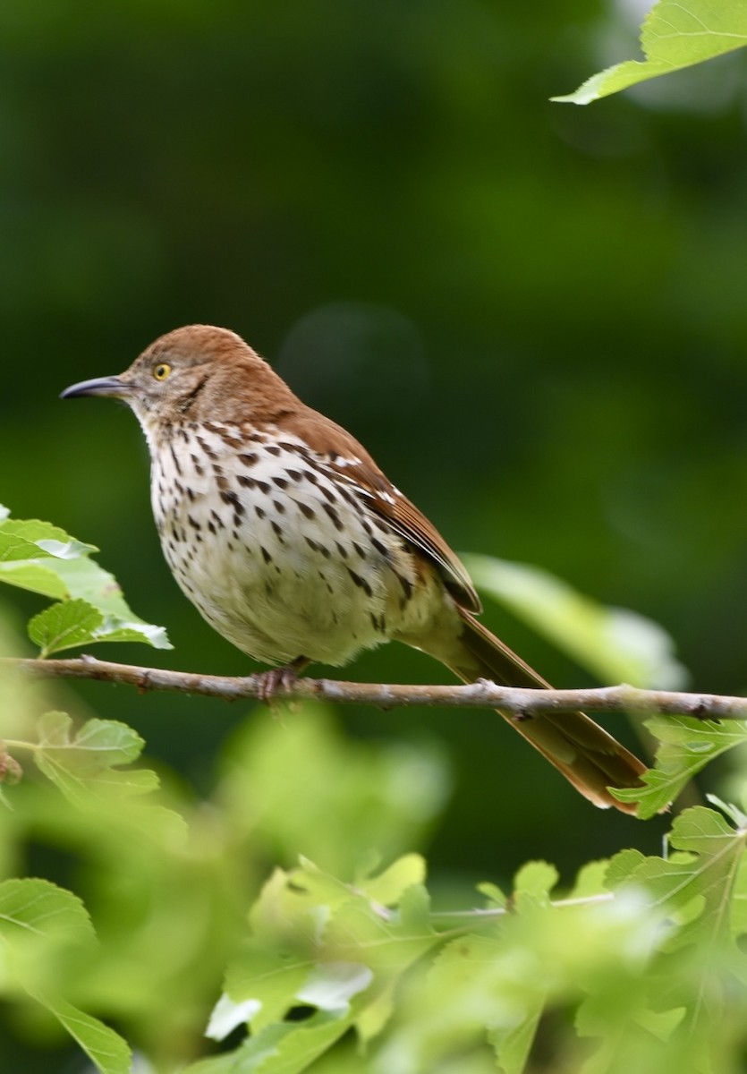 Brown Thrasher - Theresa Edwards