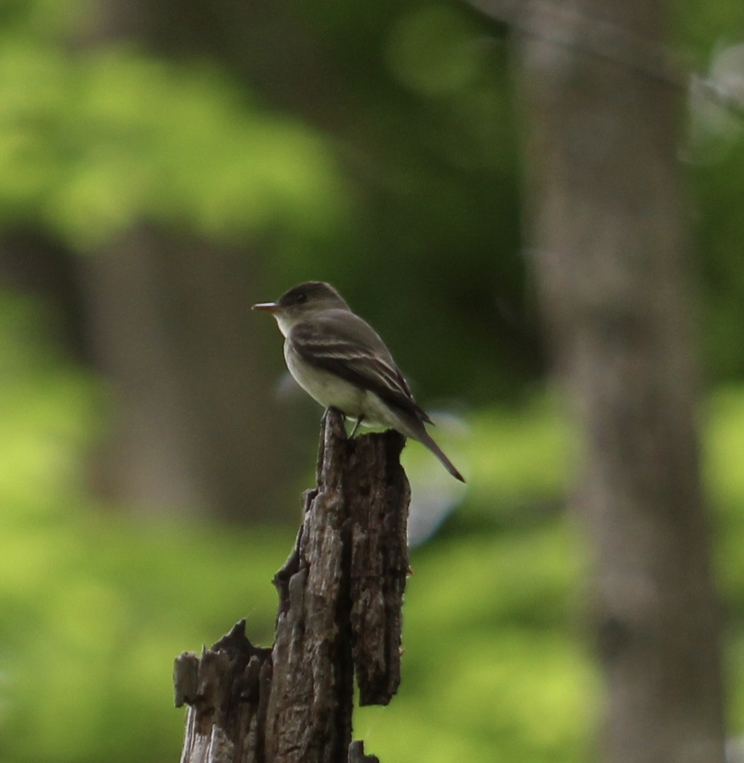 Eastern Wood-Pewee - Carrie Patterson