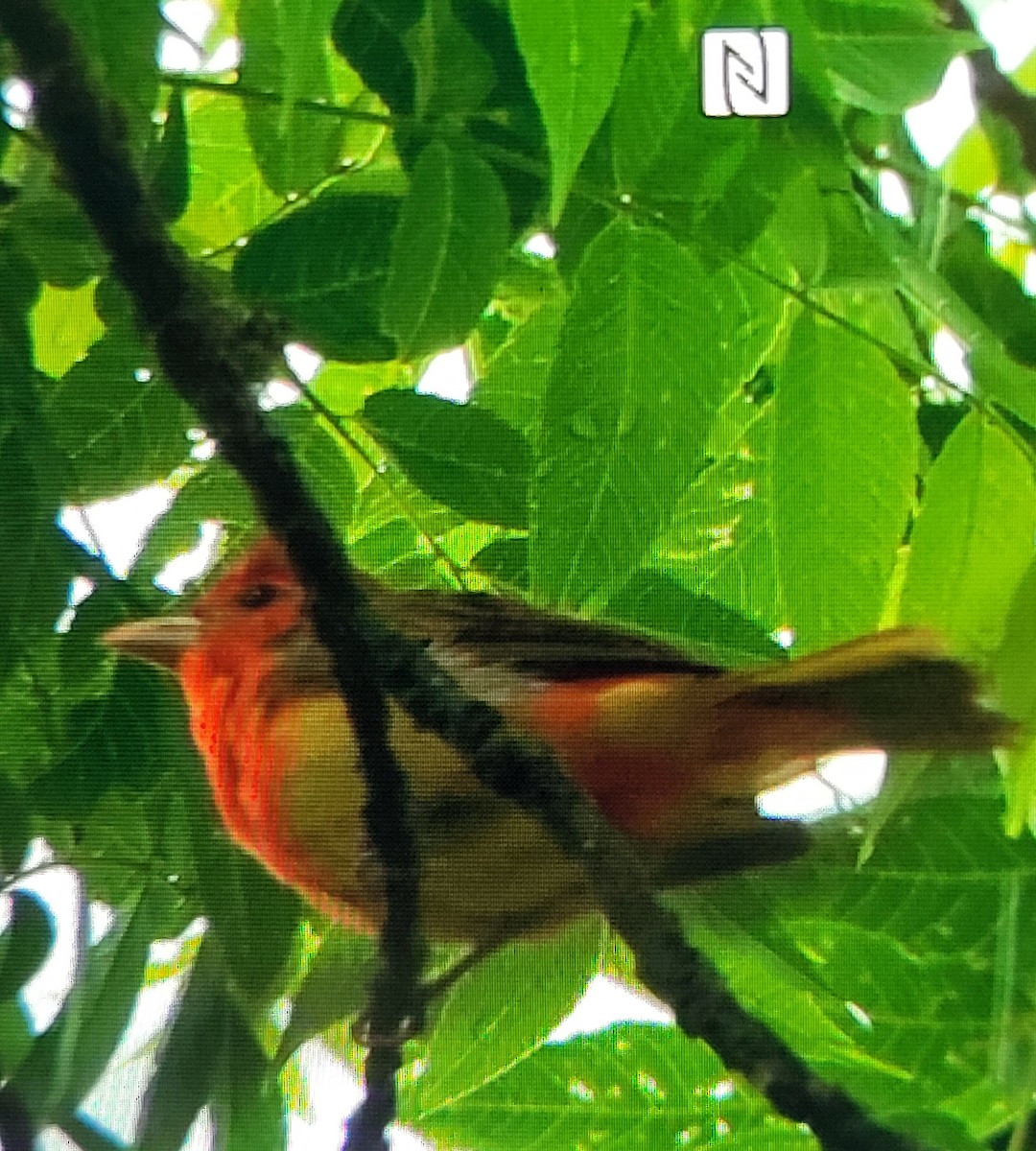 Summer Tanager - Wendy Cesario