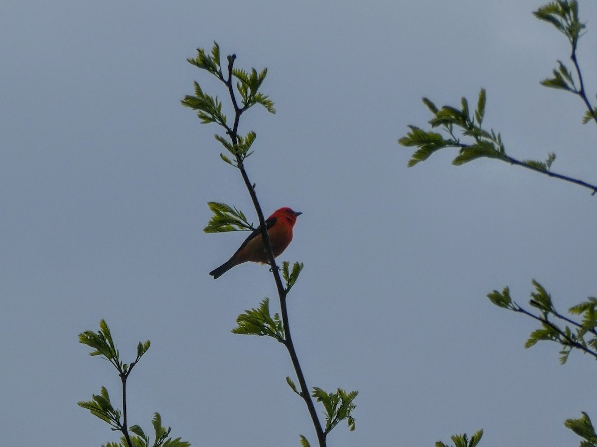 Scarlet Tanager - ML619287173