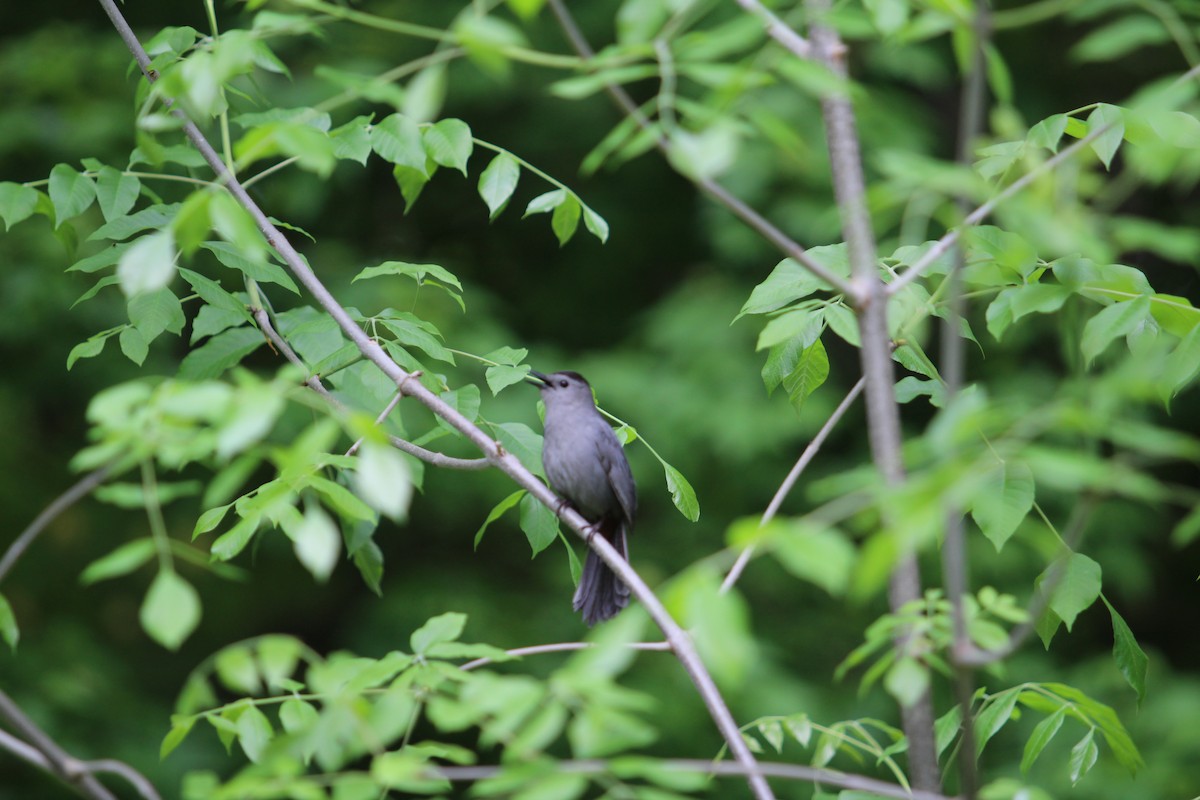 Gray Catbird - Carrie Patterson