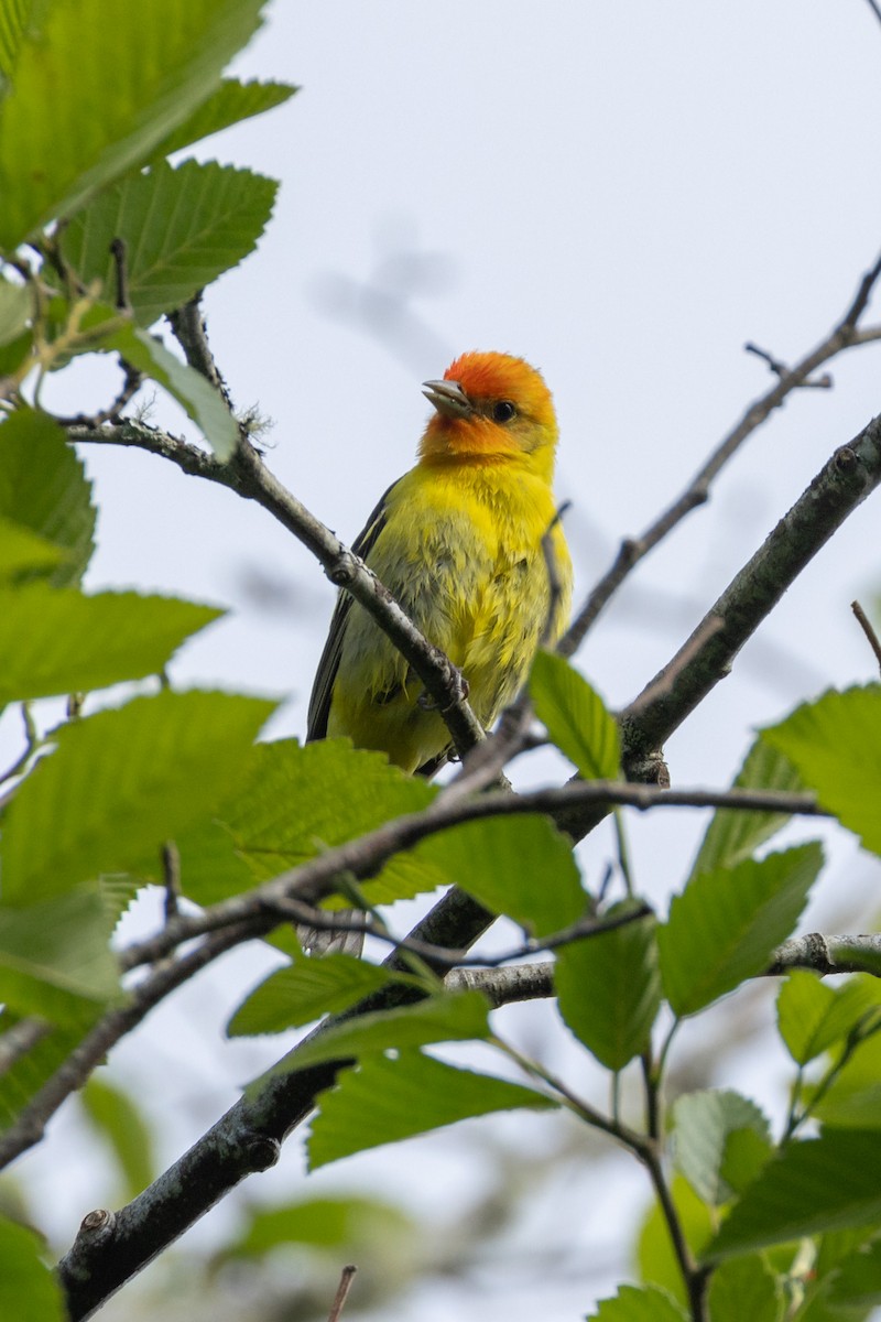 Western Tanager - James Halsch