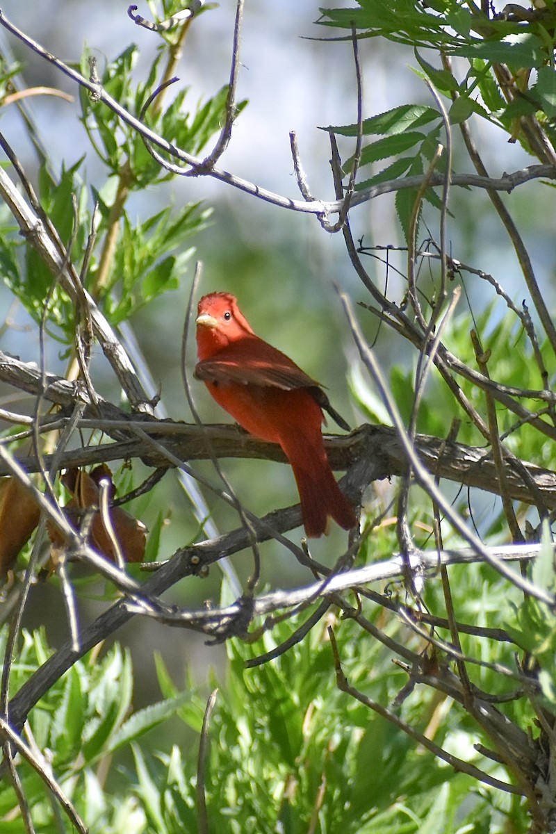 Summer Tanager - Matthew Law