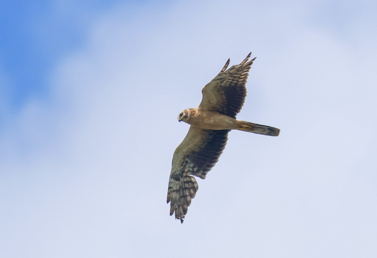 Pallid Harrier - Tymon Świtała