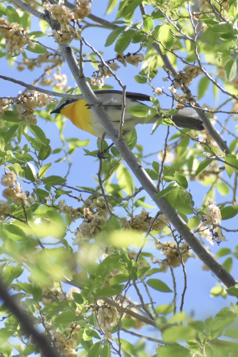 Yellow-breasted Chat - Matthew Law