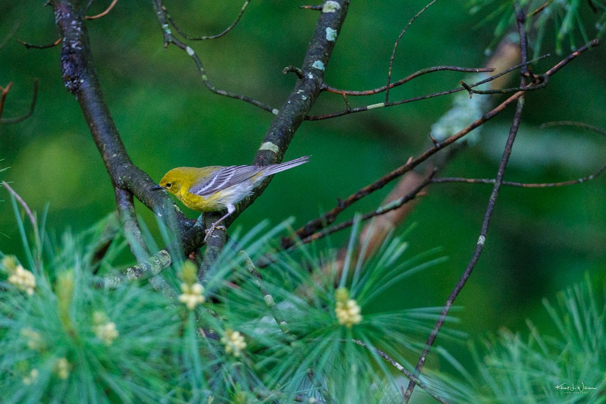 Pine Warbler - ML619287237