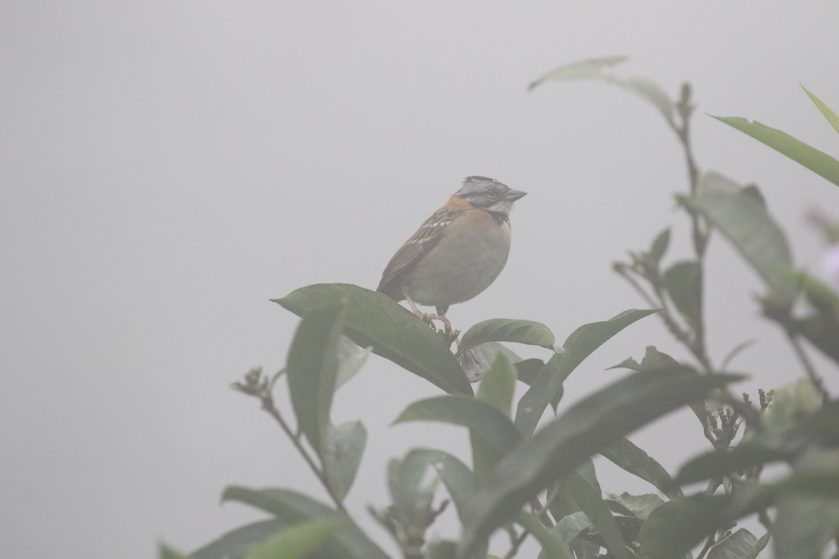 Rufous-collared Sparrow - Krista Oswald