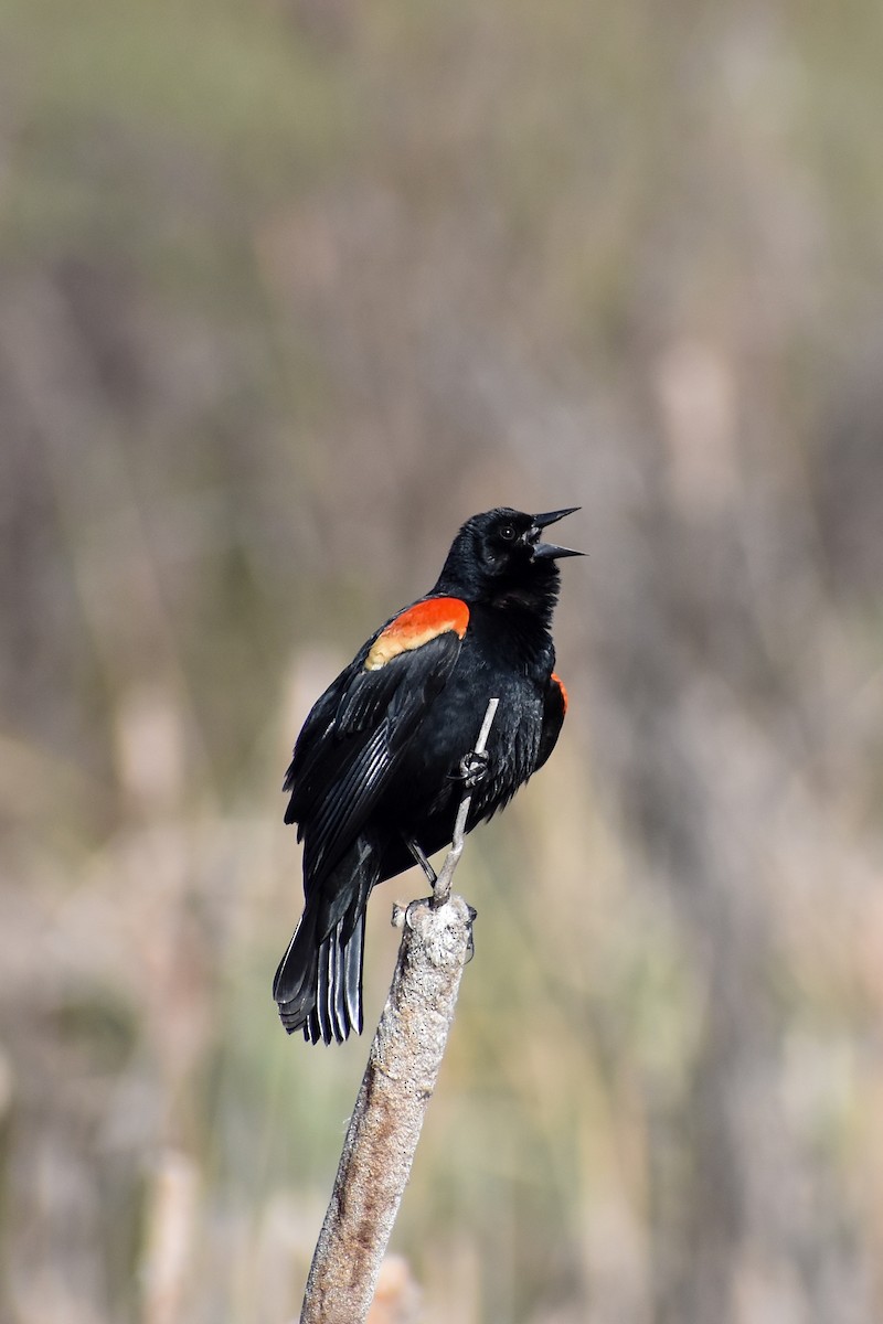 Red-winged Blackbird - Matthew Law