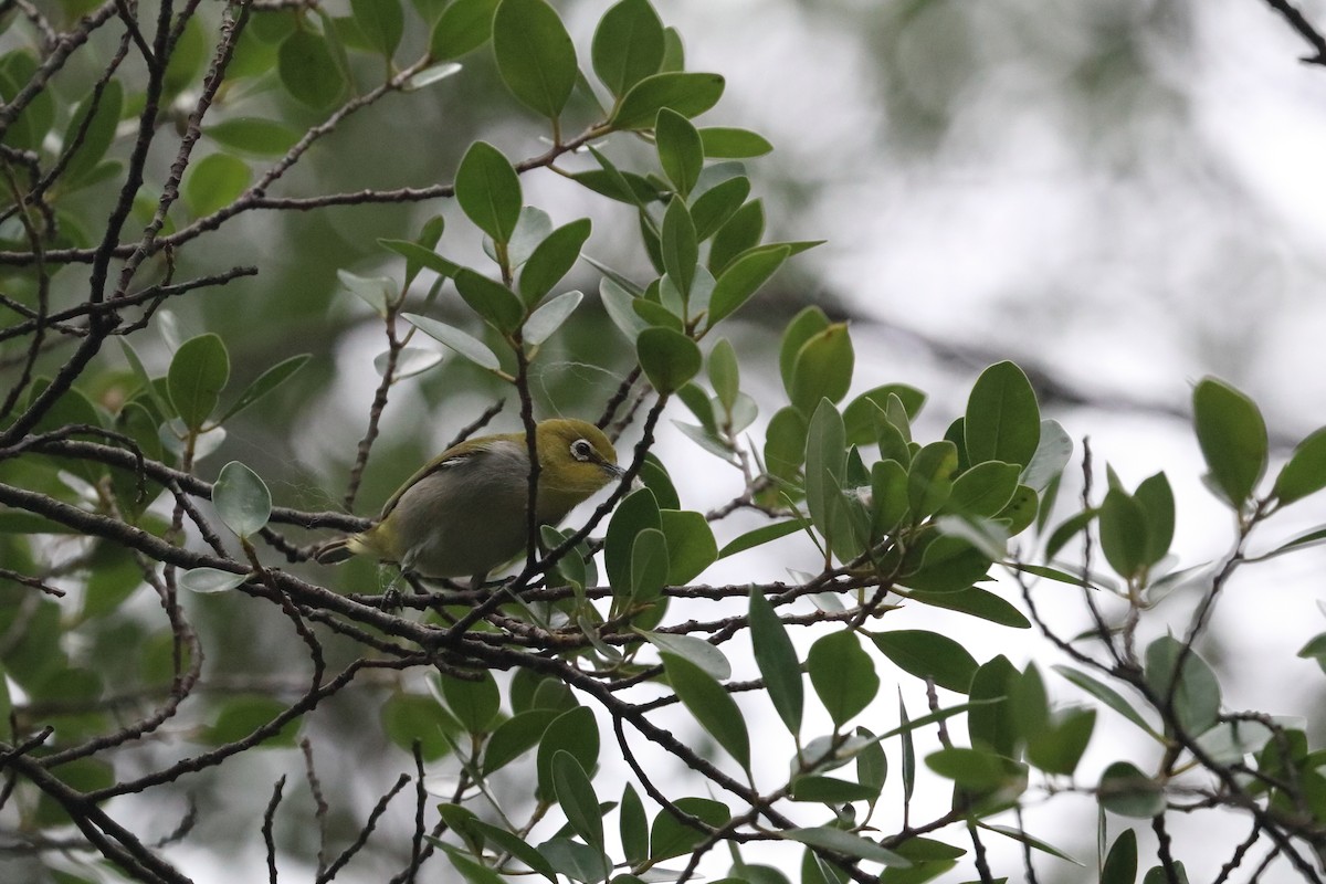 Swinhoe's White-eye - ML619287254