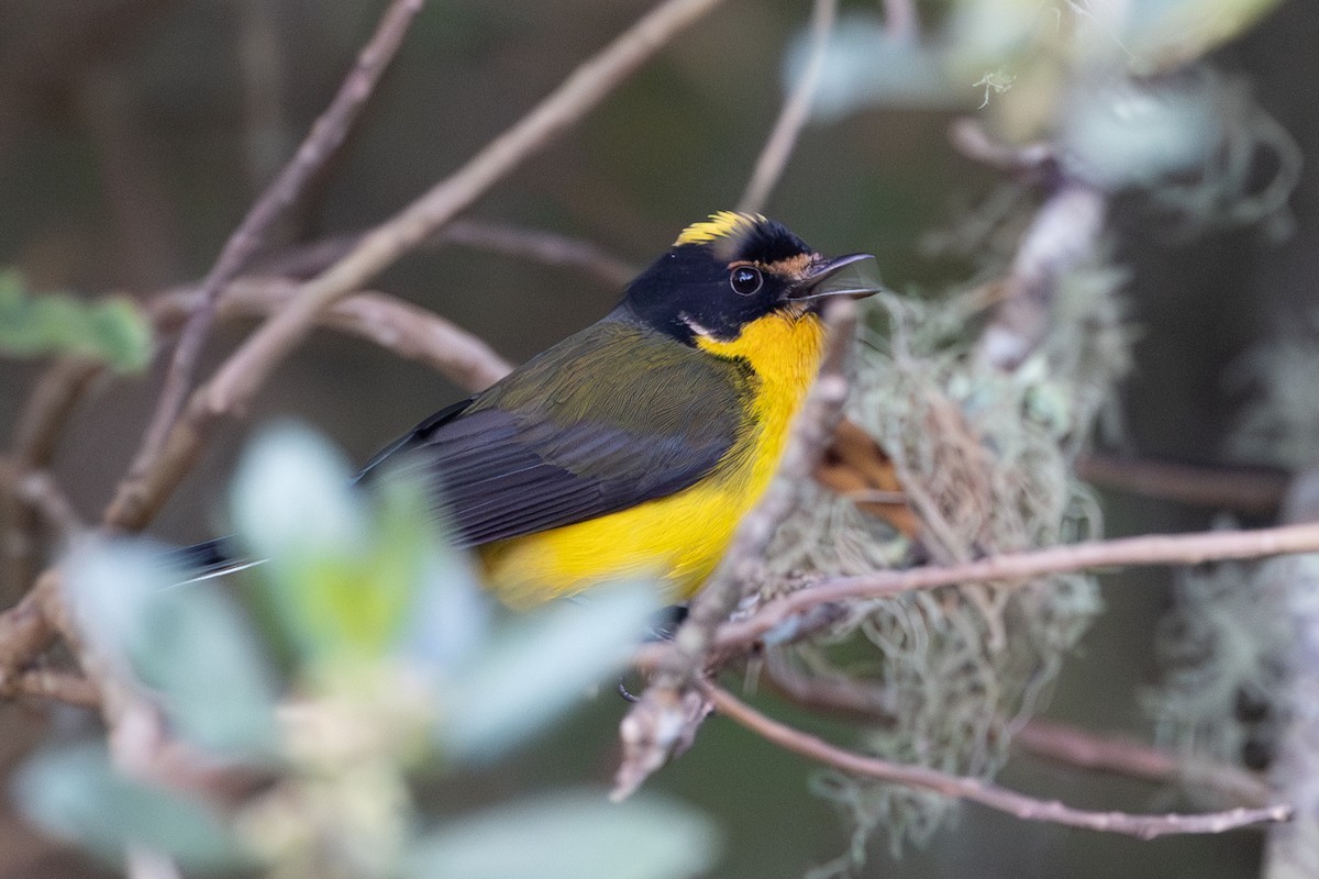 Yellow-crowned Redstart - ML619287256