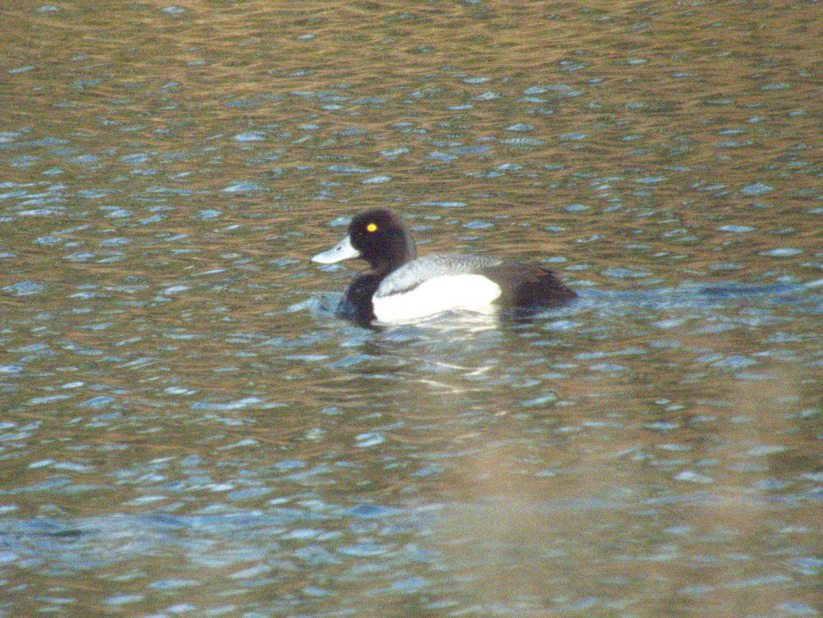 Lesser Scaup - Vince Hiebert