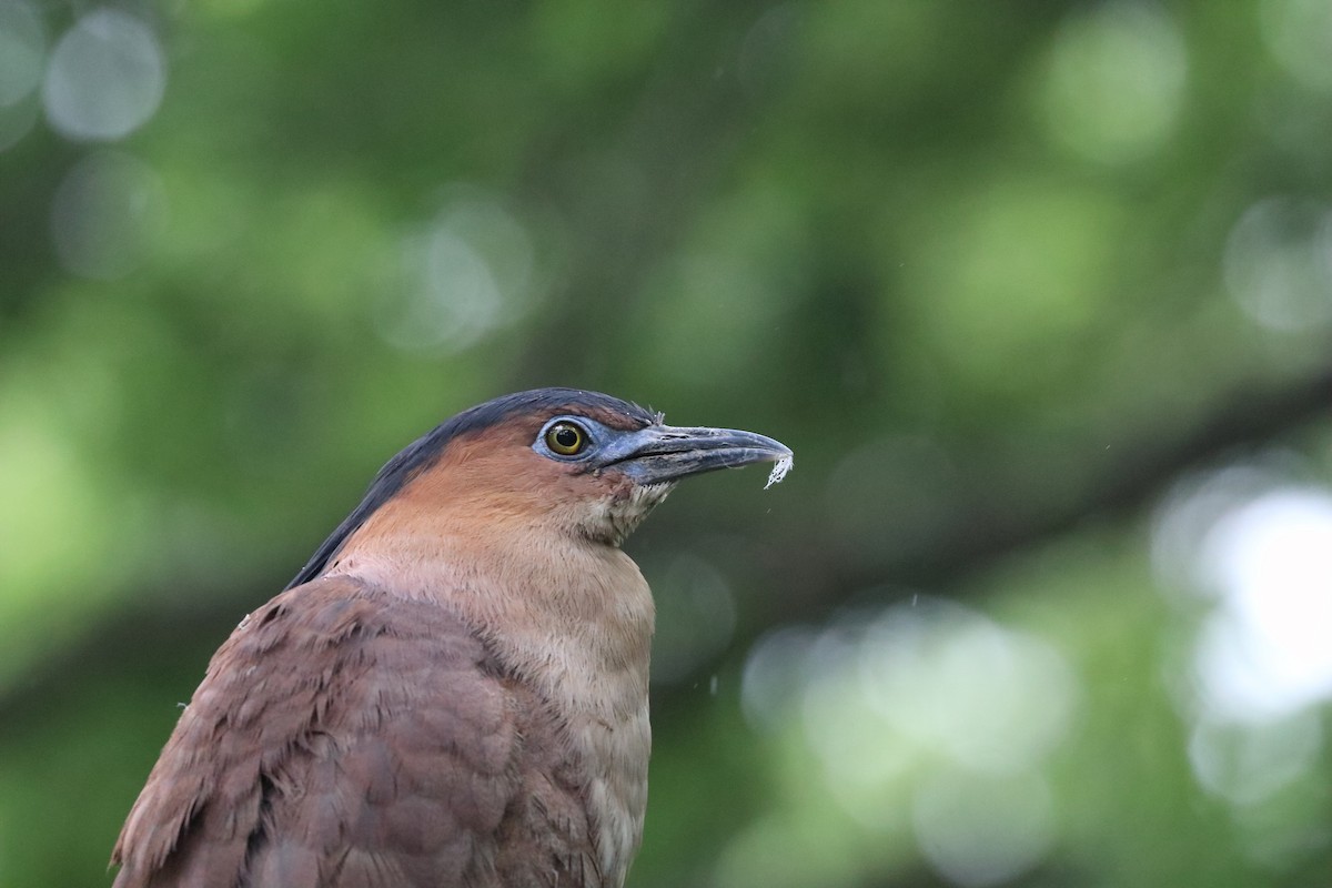 Malayan Night Heron - ML619287268