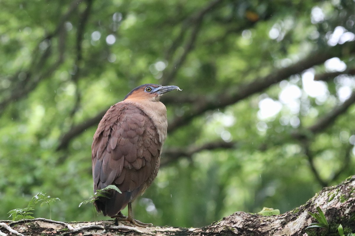 Malayan Night Heron - ML619287269