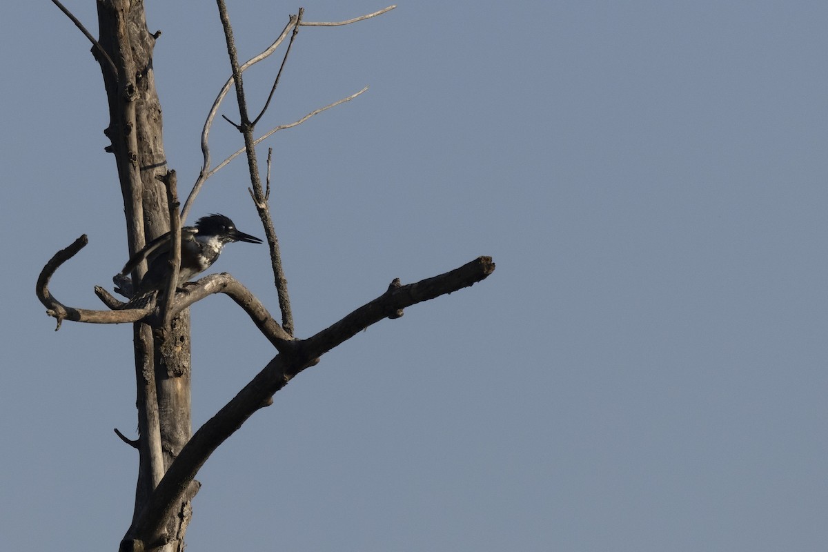 Belted Kingfisher - Ed kendall