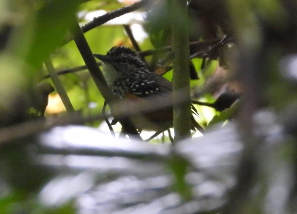 Peruvian Warbling-Antbird - Dave Goucher