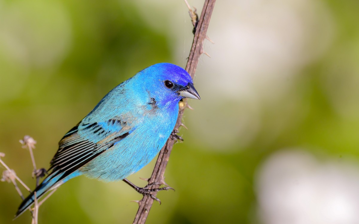 Indigo Bunting - Bob Reiter