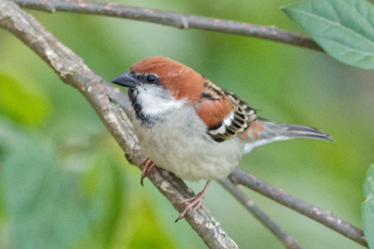 Russet Sparrow - Able Lawrence
