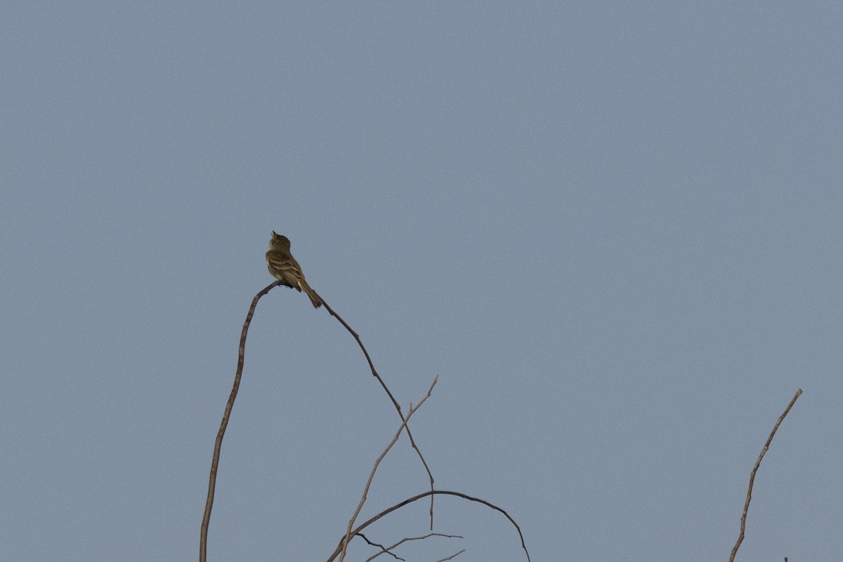 Alder Flycatcher - Ed kendall