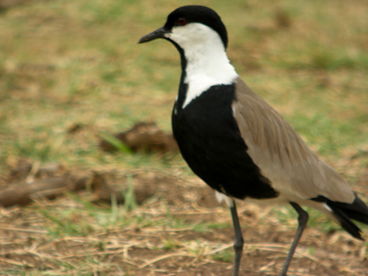 Spur-winged Lapwing - Marcos Lacasa