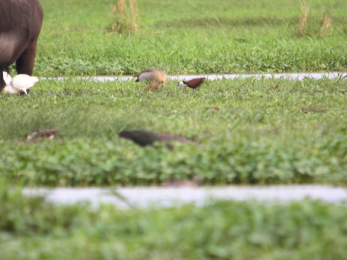 African Jacana - Marcos Lacasa