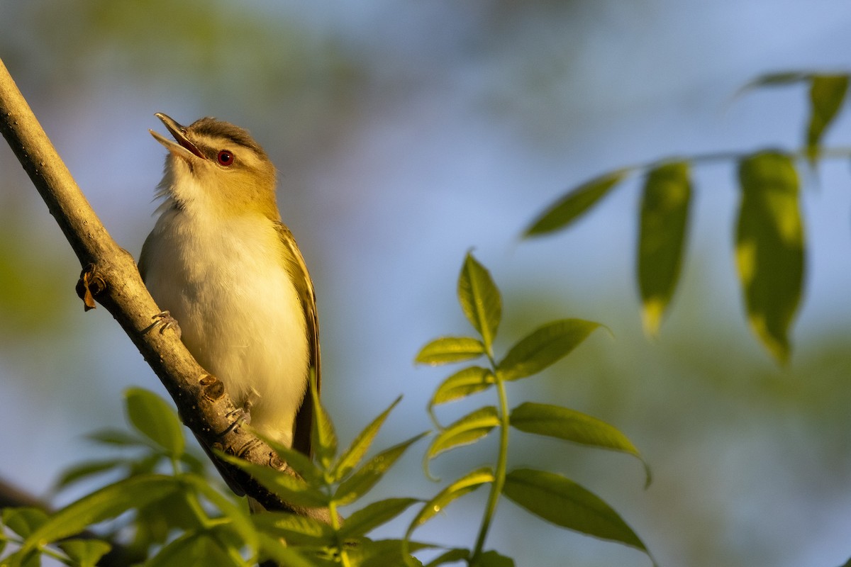 Red-eyed Vireo - Ed kendall