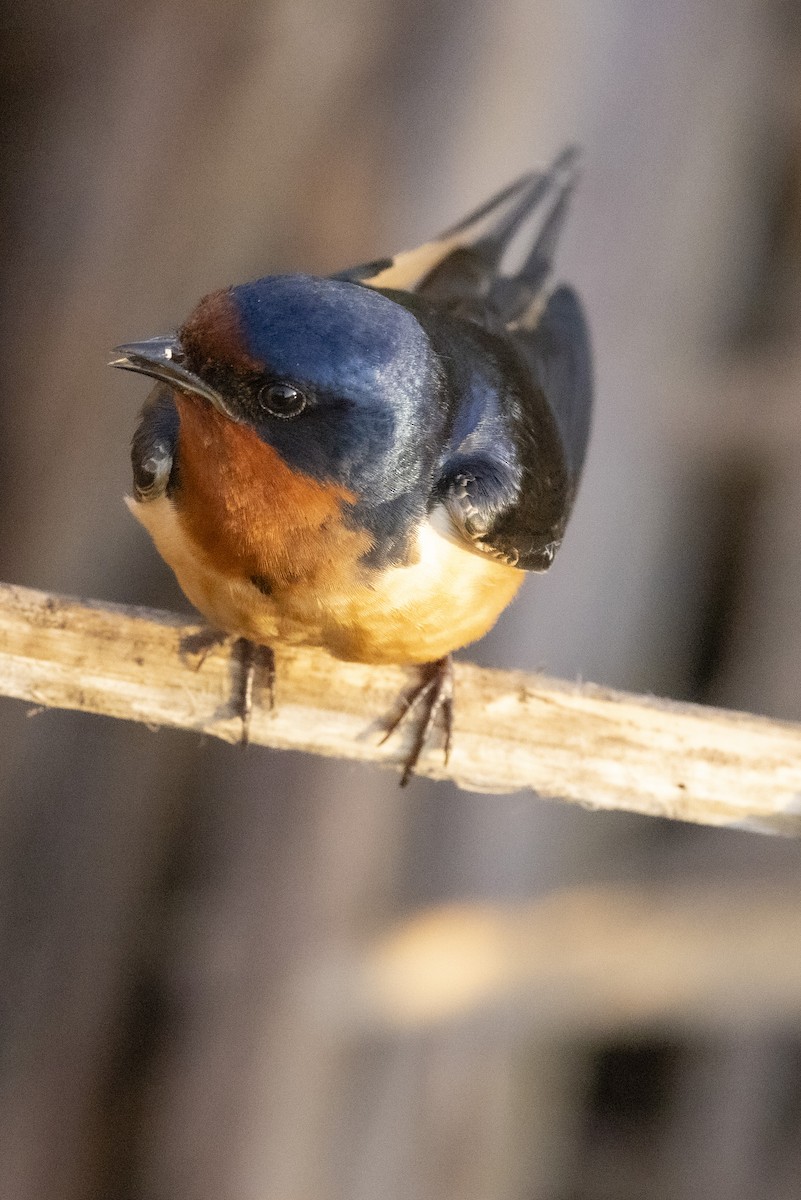 Barn Swallow - Ed kendall