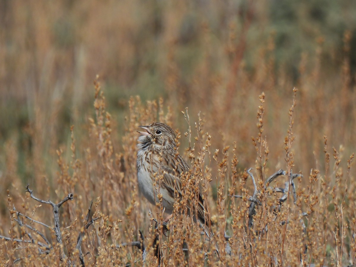 Vesper Sparrow - Robert Spaul