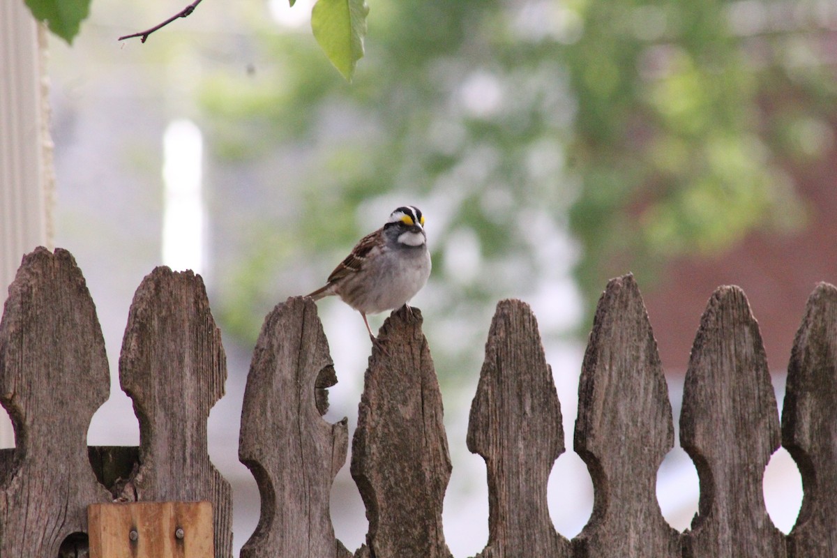 White-throated Sparrow - Amy Koepke