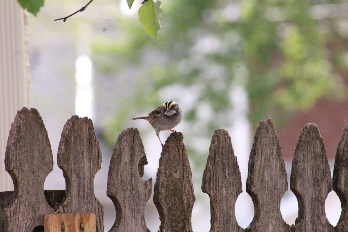 White-throated Sparrow - Amy Koepke