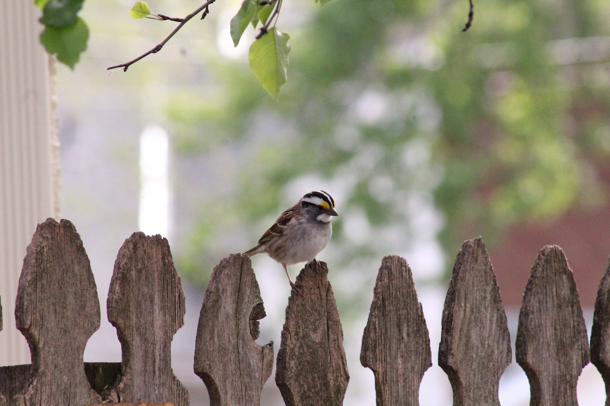 White-throated Sparrow - Amy Koepke