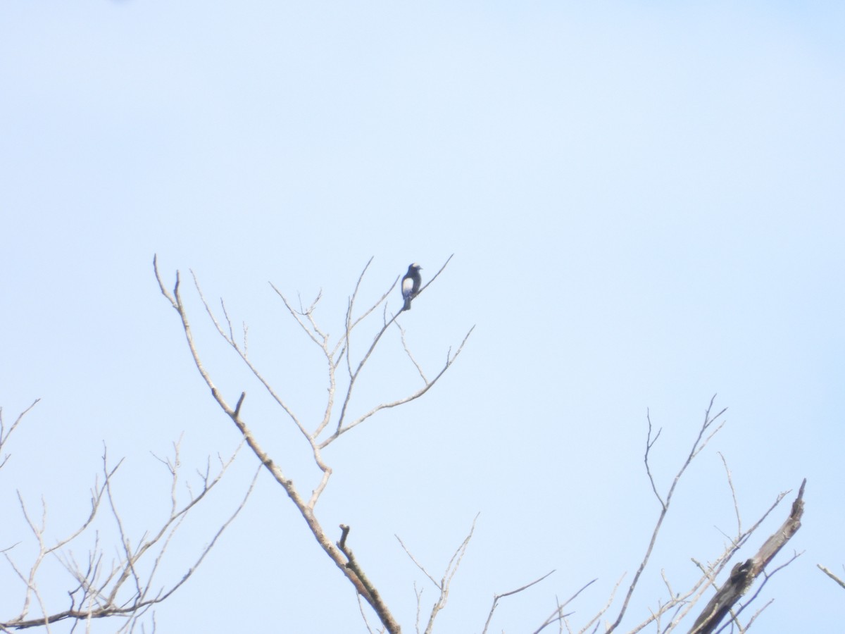 Opal-crowned Tanager - ML619287335