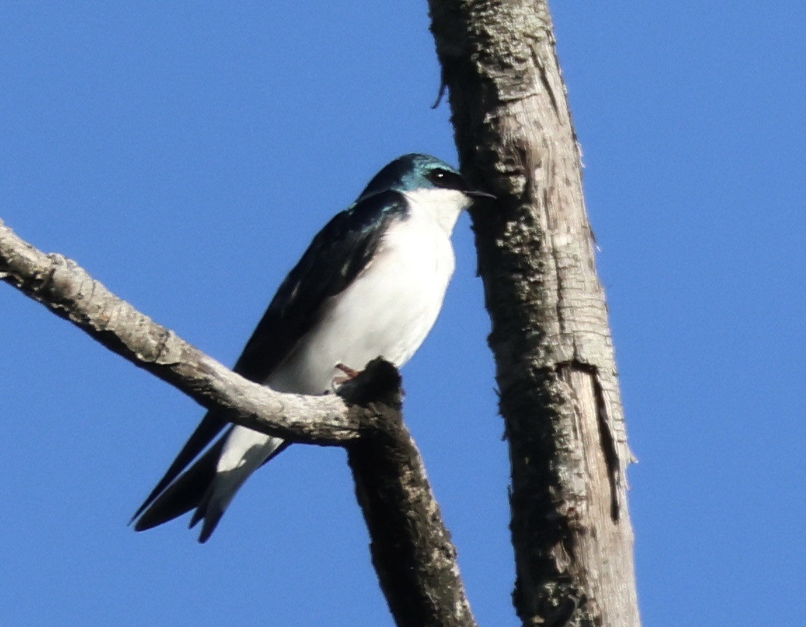 Tree Swallow - ML619287341