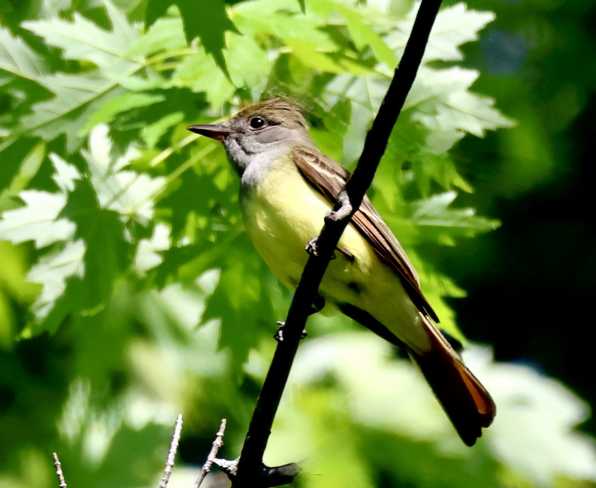 Great Crested Flycatcher - Charlie   Nims
